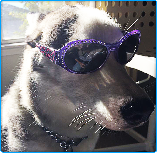 Husky with Sunglasses