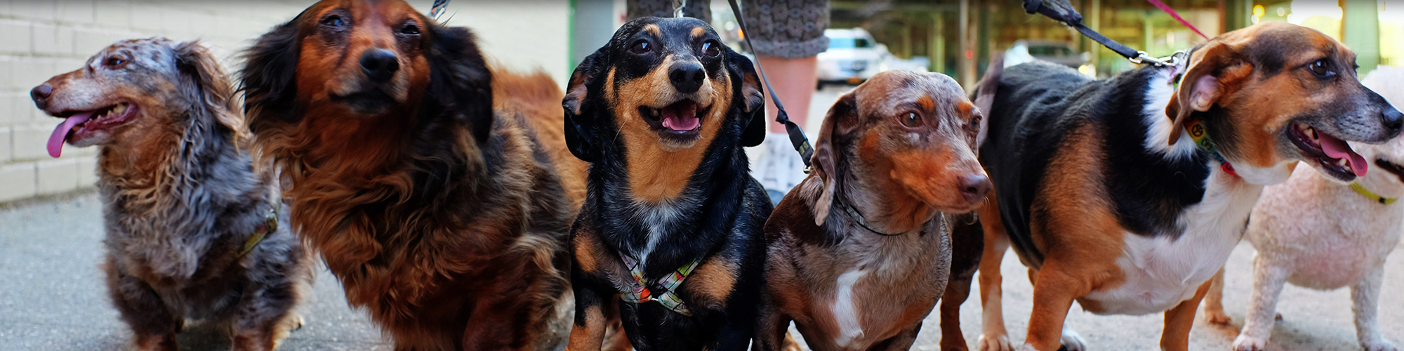 Walking Dogs